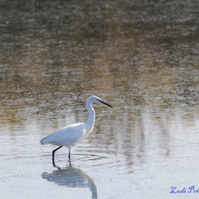 Les oiseaux migrateurs