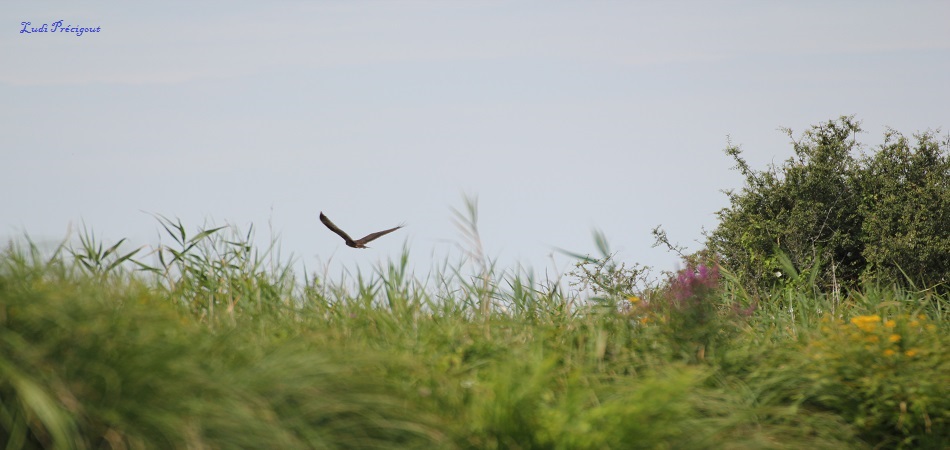 Buse Variable