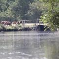 Poneys et chevaux