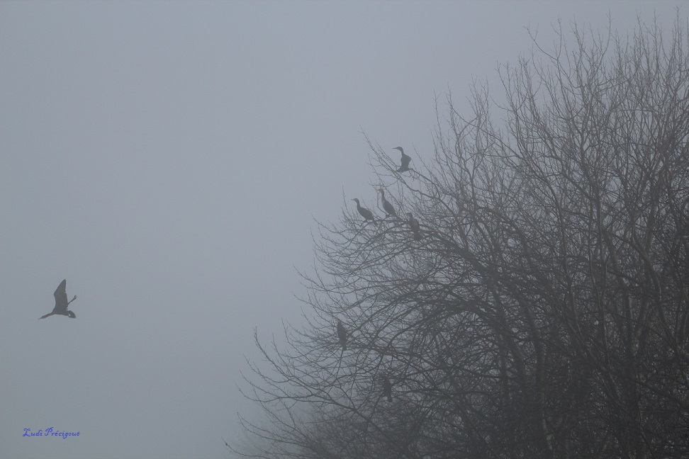 Cormorans au repos