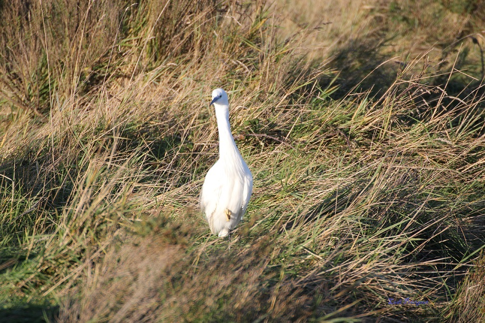 Aigrette Garzette