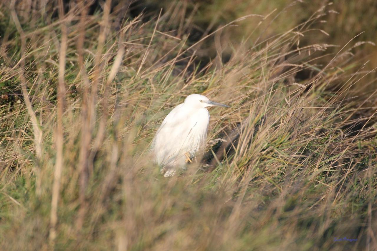 Aigrette Garzette