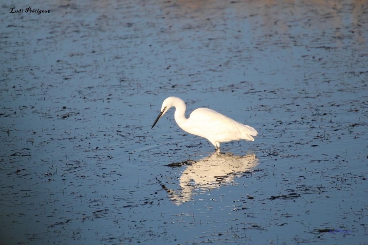 Aigrette Garzette à la pêche