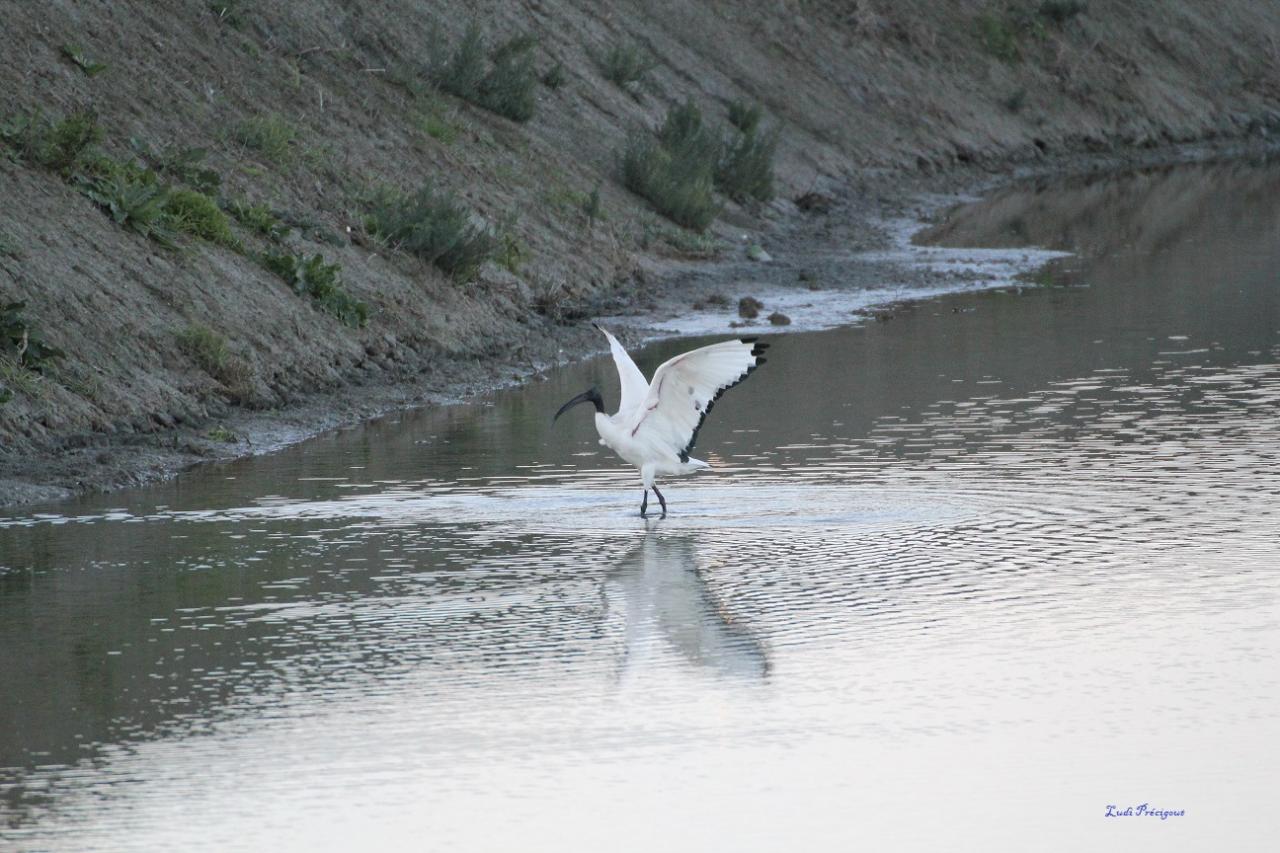 Ibis Sacré