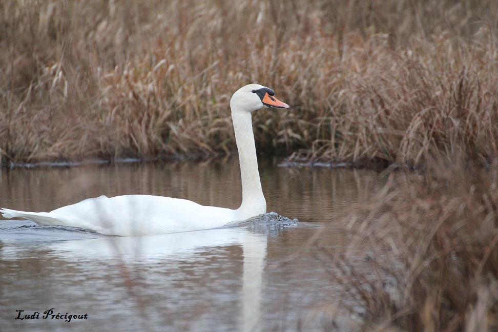 Cygne Tuberculé