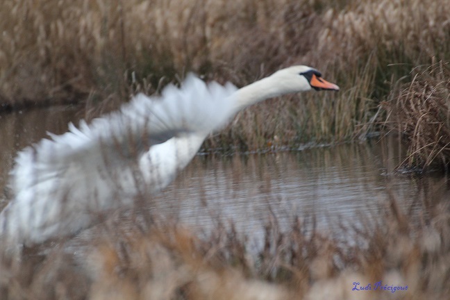 L'Envol du Cygne