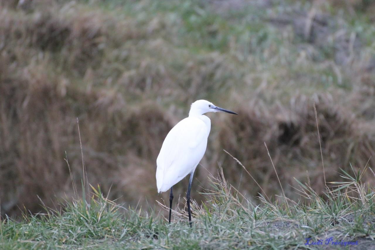 Aigrette Garzette