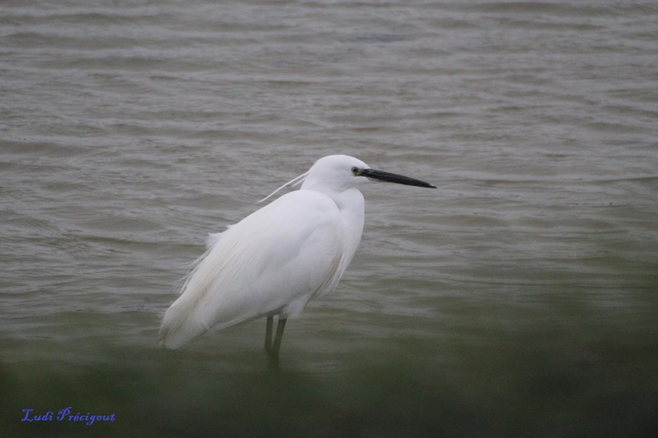 Aigrette Garzette