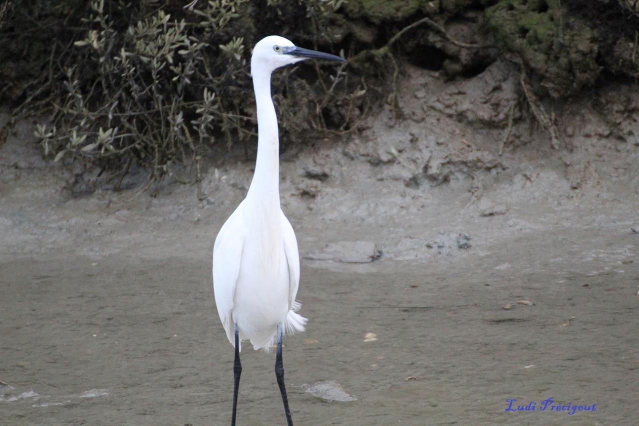 Aigrette Garzette