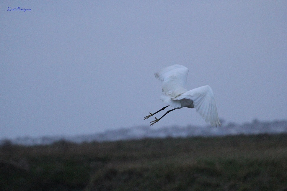 Aigrette Garzette