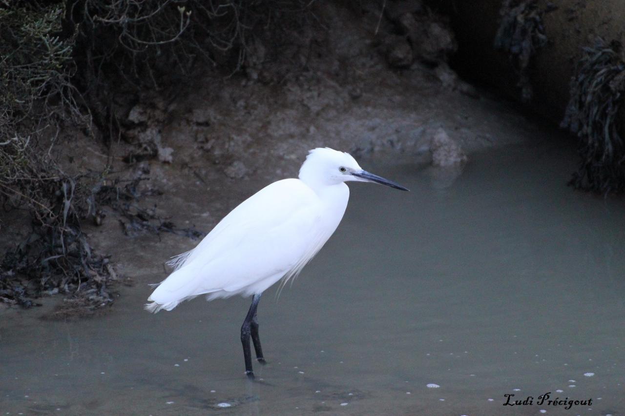 Aigrette Garzette