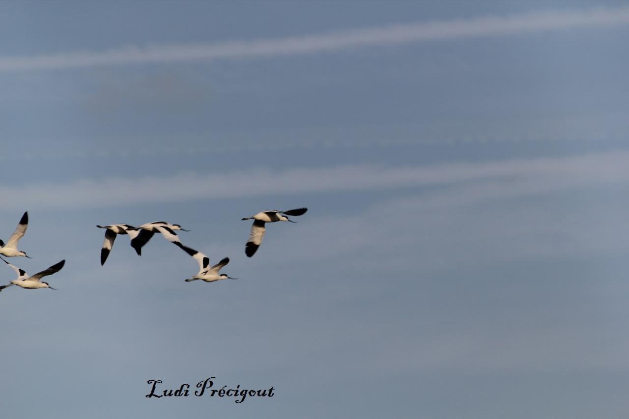 Les avocettes tant recherchées ...