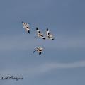 Avocettes Elégantes