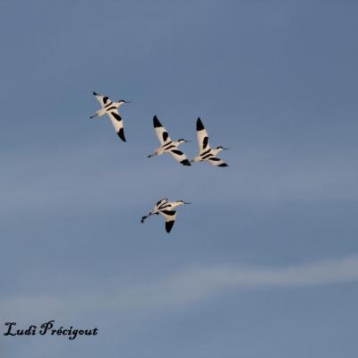 Migrations d'Avocettes élégantes