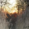 coucher du soleil dans les chaumets