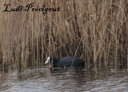 Foulque Macroule ou judelle