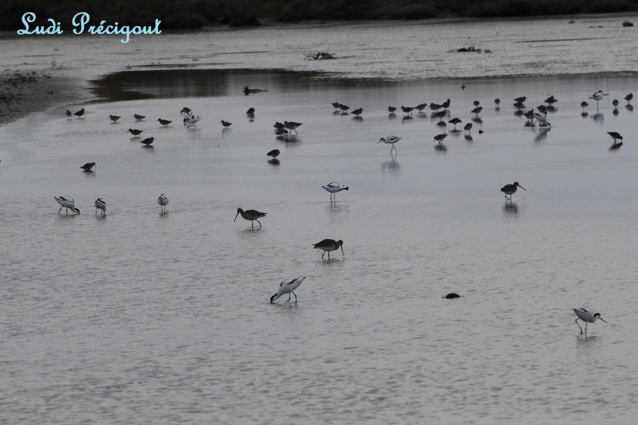 Migrations d'avocettes élégantes et barges à queues noires