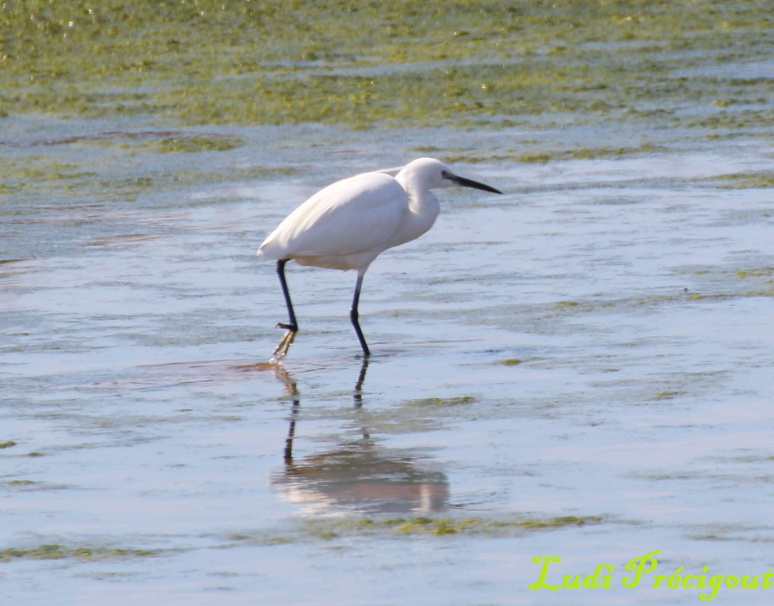 une belle aigrette garzette