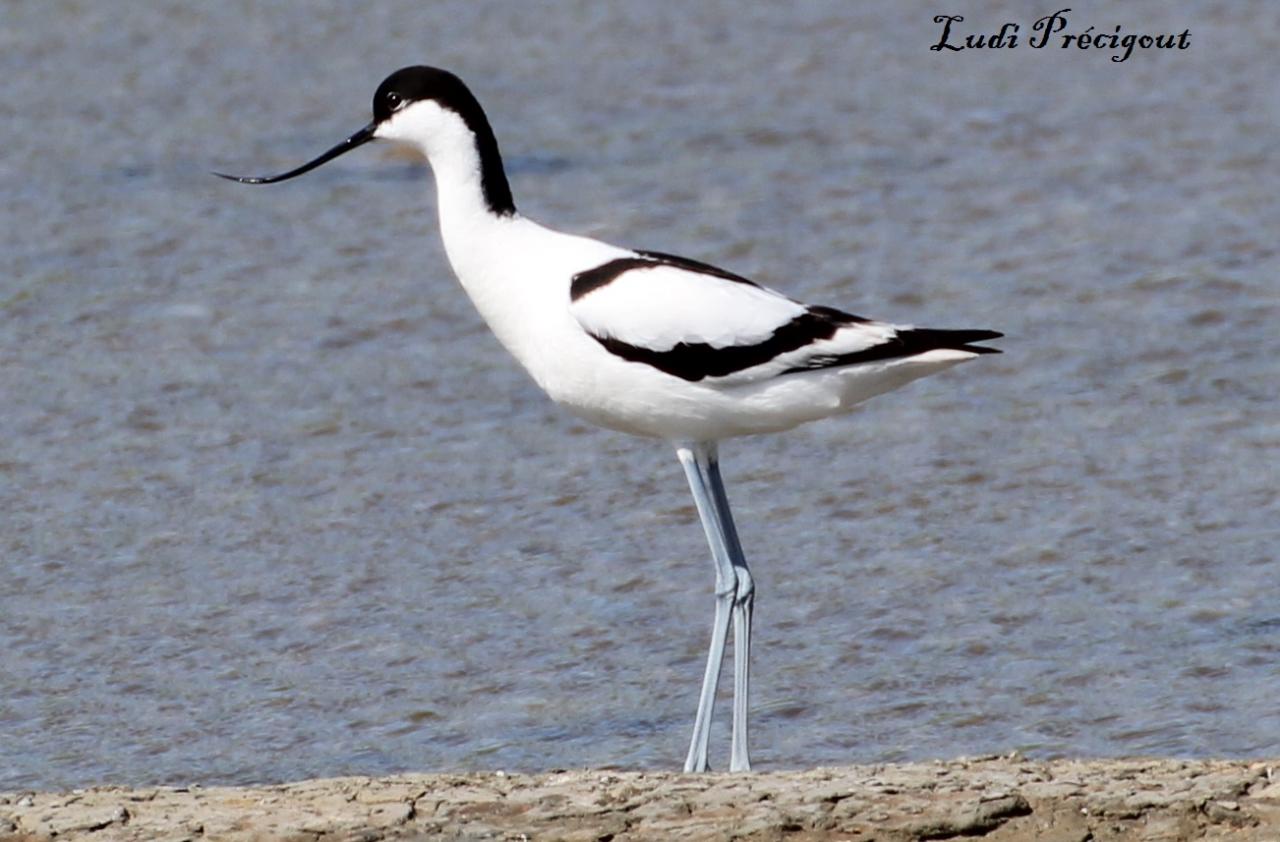avocette élégante mai 2015