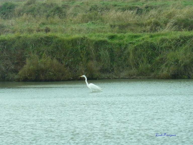 Grande Aigrette