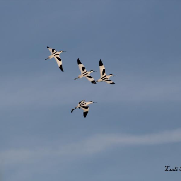 Avocettes elegantes