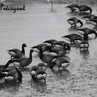 Les Bernaches cravant dans les marais de Guérande