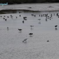 Migrations d'avocettes élégantes et barges à queues noires